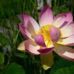 Mito de la flor de loto. Photo by Alcapon. Pixabay.