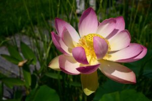Mito de la flor de loto. Photo by Alcapon. Pixabay.